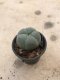 Lophophora williamsii 7 years old-grow from seed-can give flower and seed