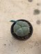 Lophophora williamsii 7 years old-grow from seed-can give flower and seed