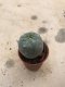 Lophophora williamsii 10 years old-grow from seed-can give flower and seed