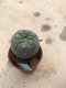 Lophophora williamsii 10 years old-grow from seed-can give flower and seed