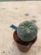 Lophophora williamsii 10 years old-grow from seed-can give flower and seed