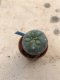 Lophophora williamsii 10 years old-grow from seed-can give flower and seed