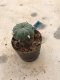 Lophophora williamsii 10 years old-grow from seed-can give flower and seed