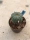 Lophophora williamsii 10 years old-grow from seed-can give flower and seed