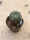 Lophophora williamsii 10 years old-grow from seed-can give flower and seed