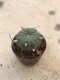 Lophophora williamsii 10 years old-grow from seed-can give flower and seed