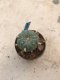 Lophophora williamsii 10 years old-grow from seed-can give flower and seed