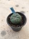 1x Lophophora williamsii 3-5 cm 7 years old-grow from seed-can give flower and seed