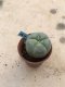 Lophophora williamsii variegata 7 years old-grow from seed-can give flower and seed