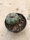 Lophophora williamsii 15 years old-grow from seed-can give flower and seed