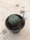 1x Lophophora williamsii 3-5 cm 7 years old-grow from seed-can give flower and seed