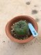 Lophophora Fricii 10 years old-grow from seed-can give flower and seed