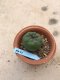 Lophophora Fricii 10 years old-grow from seed-can give flower and seed