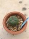 Lophophora Fricii 10 years old-grow from seed-can give flower and seed