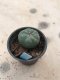 1x Lophophora williamsii 3-5 cm 7 years old-grow from seed-can give flower and seed