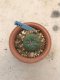 Lophophora Fricii 10 years old-grow from seed-can give flower and seed