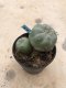 Lophophora Fricii 10 years old-grow from seed-can give flower and seed