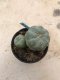 Lophophora Fricii 10 years old-grow from seed-can give flower and seed