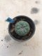 1x Lophophora williamsii 3-5 cm 7 years old-grow from seed-can give flower and seed