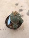 Lophophora williamsii 15 years old-grow from seed-can give flower and seed