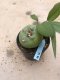 Lophophora diffusa 10 years old-grow from seed-can give flower and seed