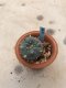 1x Lophophora williamsii 5 cm 10 years old-grow from seed-can give flower and seed