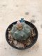 Lophophora williamsii 15 years old-grow from seed-can give flower and seed