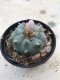 Lophophora williamsii 15 years old-grow from seed-can give flower and seed