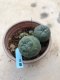 Lophophora williamsii 15 years old-grow from seed-can give flower and seed