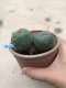 Lophophora williamsii 15 years old-grow from seed-can give flower and seed