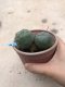 Lophophora williamsii 15 years old-grow from seed-can give flower and seed