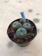 1x Lophophora williamsii 3-5 cm 7 years old-grow from seed-can give flower and seed