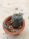1x Lophophora williamsii 5 cm 10 years old-grow from seed-can give flower and seed