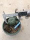 Lophophora williamsii 15 years old-grow from seed-can give flower and seed