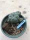 Lophophora williamsii 15 years old-grow from seed-can give flower and seed