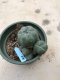 Lophophora williamsii 15 years old-grow from seed-can give flower and seed