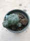 Lophophora williamsii 15 years old-grow from seed-can give flower and seed