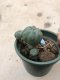 Lophophora williamsii 15 years old-grow from seed-can give flower and seed