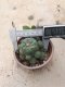 Lophophora williamsii 15 years old-grow from seed-can give flower and seed