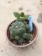 Lophophora williamsii 15 years old-grow from seed-can give flower and seed