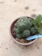 Lophophora williamsii 15 years old-grow from seed-can give flower and seed