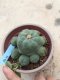 Lophophora williamsii 15 years old-grow from seed-can give flower and seed