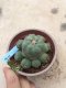 Lophophora williamsii 15 years old-grow from seed-can give flower and seed