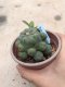 Lophophora williamsii 15 years old-grow from seed-can give flower and seed