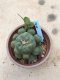 Lophophora williamsii 15 years old-grow from seed-can give flower and seed