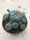 Lophophora williamsii 15 years old-grow from seed-can give flower and seed