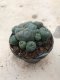 Lophophora williamsii 15 years old-grow from seed-can give flower and seed