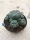 Lophophora williamsii 15 years old-grow from seed-can give flower and seed