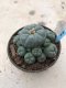 Lophophora williamsii 15 years old-grow from seed-can give flower and seed