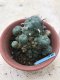 Lophophora williamsii 15 years old-grow from seed-can give flower and seed